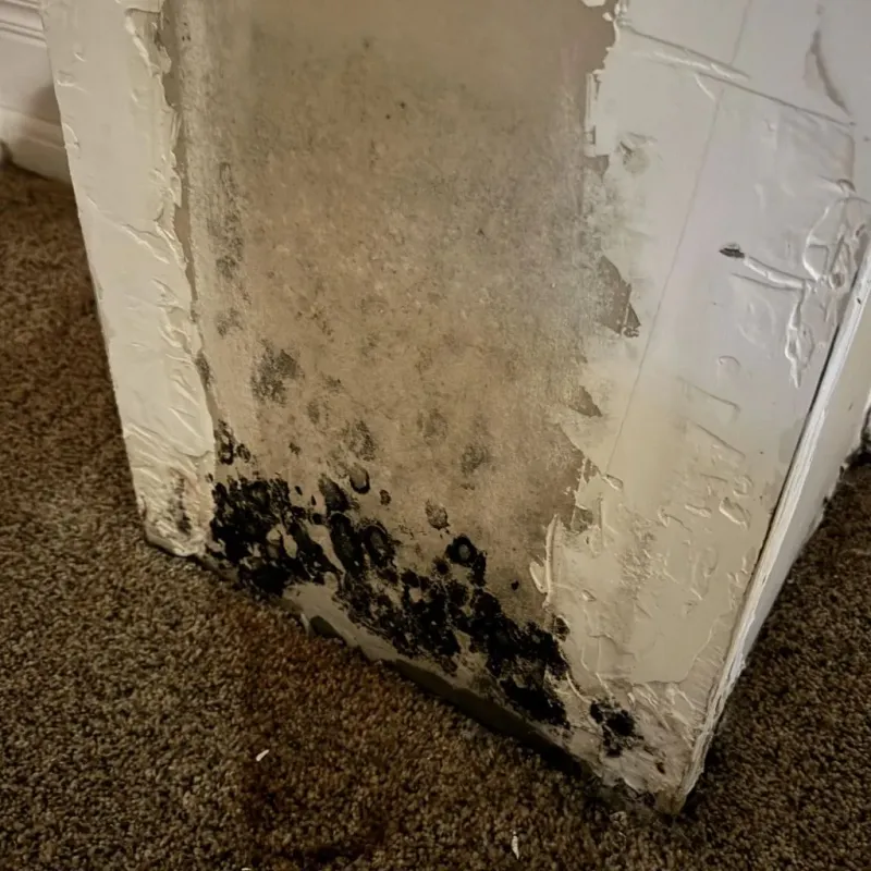Professional Mold Removal in Vandergrift, PA